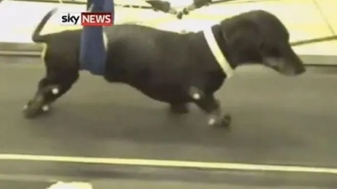 Paralysed Dogs Walk Again After New Treatment